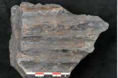 Foto (Detailansicht) von Syringodendron cyclostigma Brongniart (NHMW-GEO-2024-0188-11112)
